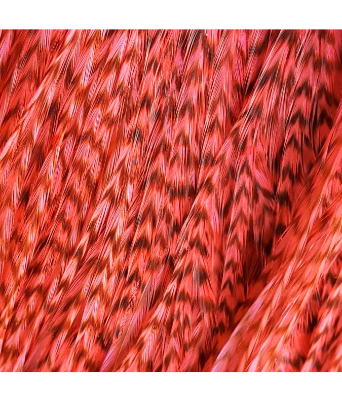 Rose corail rayée XL Rose corail rayée XL