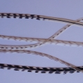 5 feathers Winter 25-30 cm XL