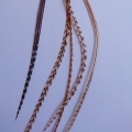 5 feathers Bengal 25-30 cm XL