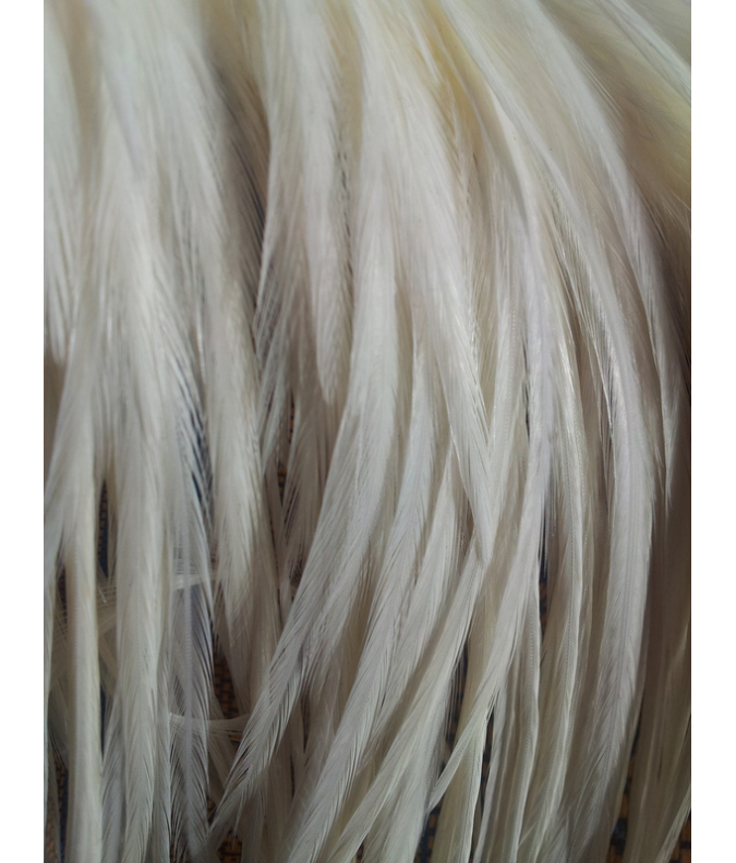 Pluma blanca XL Pluma blanca XL
