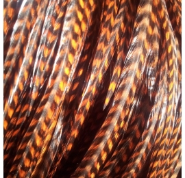 grizzly chocolate brown and black XXXL