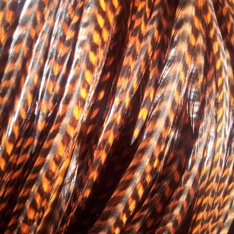 grizzly chocolate brown and black XXXL