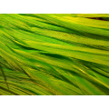 Plain Fluorescent Green XL