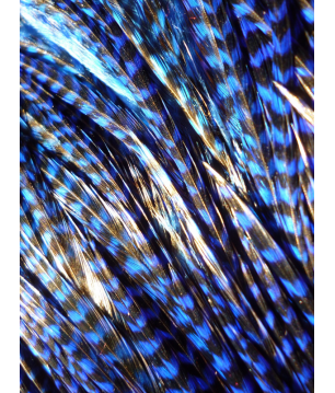 Bleu roi rayée XXL 30-35cm