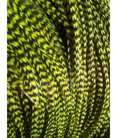Pluma rayada verde claro XL