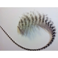 20 fluffy feathers XL 24cm+