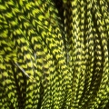 Pluma rayada verde XL