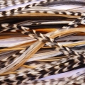 Batch of 20 Feathers natural (20 to 24cm)