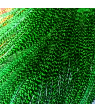 Pluma rayada verde L