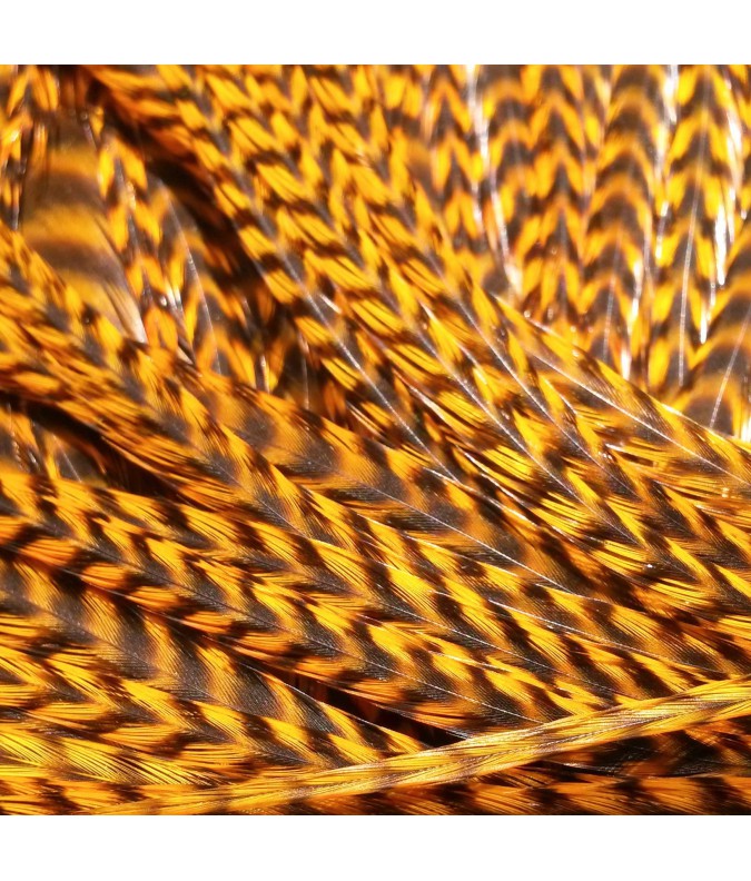 Gold rayée XL Gold rayée XL