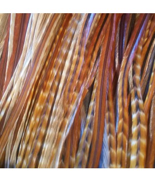 Hybride Écureuil XL